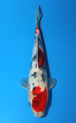 Showa - koi #x0807a009