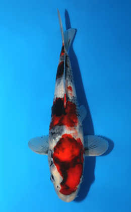 Showa - koi #x0807a010