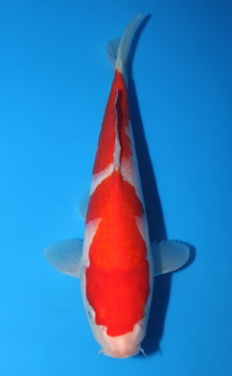 Kohaku - koi #x0807a011