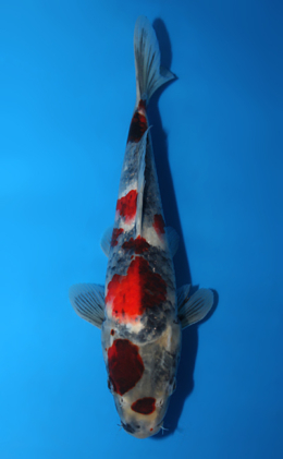Showa - koi #x0807a013