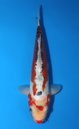 Shusui - koi #x0807a015
