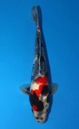 Showa - koi #x0807a017