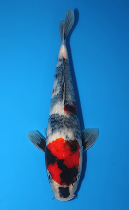 Showa - koi #x0807a021