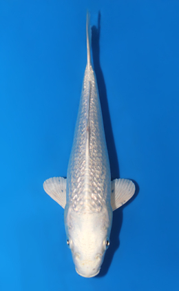 Ginrin Platium - koi #x0807a028