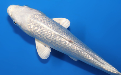 Ginrin Platium - koi #x0807a028 - Side View A