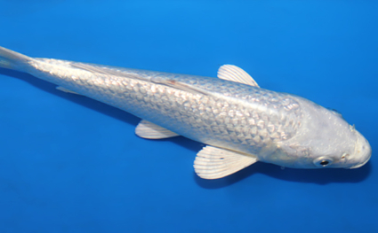 Ginrin Platium – koi #x0807a028 - Image 3