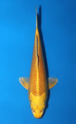 Ogon - koi #x0807a032