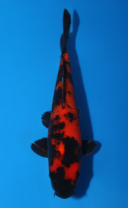 Hi Utsuri - koi #x0807a035