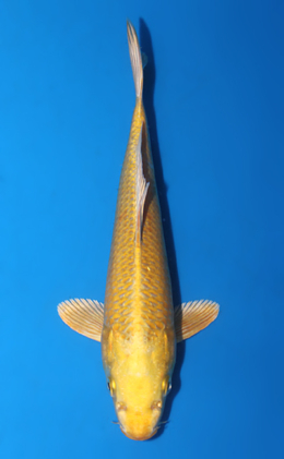 Ogon - koi #x0807a036