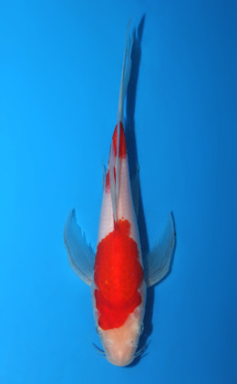 Hirenaga Kohaku - koi #x0807a037