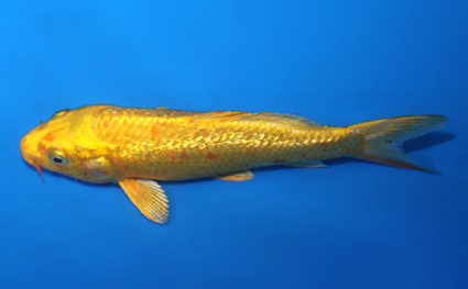 Ginrin Ogon - koi #x0807a038 - Side View A