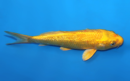 Ginrin Ogon – koi #x0807a038 - Image 3