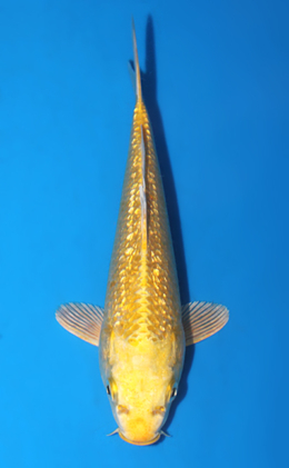 Ginrin Ogon - koi #x0807a039