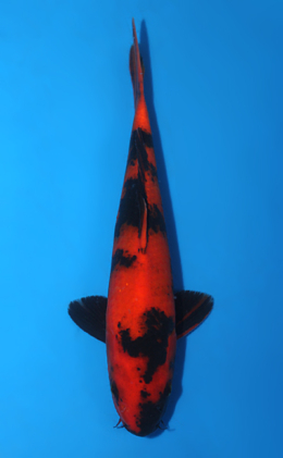 Hi Utsuri - koi #x0807a041