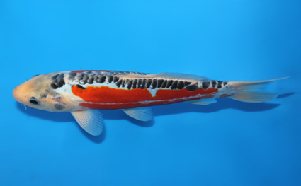 Shusui - koi #x0807a049 - Side View A