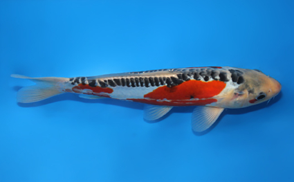 Shusui – koi #x0807a049 - Image 3