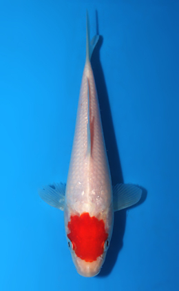 Tancho Kohaku - koi #x0807a054