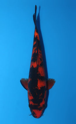Hi Utsuri - koi #x0807a055