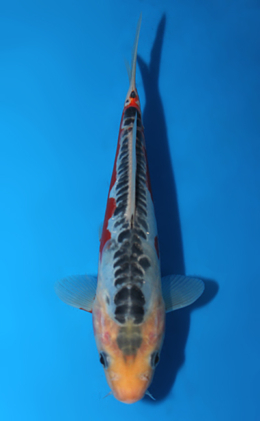 Shusui - koi #x0807a057