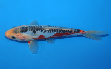 Shusui - koi #x0807a057 - Side View A