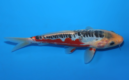Shusui – koi #x0807a057 - Image 3
