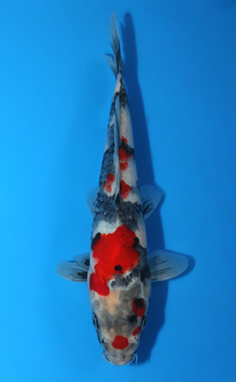 Showa - koi #x0807a059