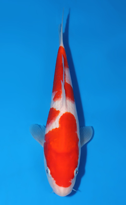Kohaku - koi #x0808a002