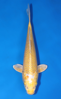 Ogon - koi #x0808a005
