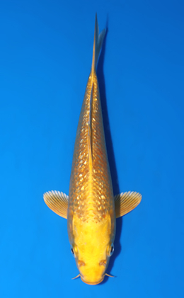 Ginrin Ogon - koi #x0808a006