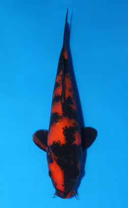 Hi Utsuri - koi #x0808a010