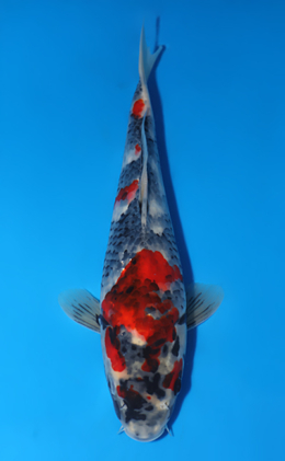 Showa - koi #x0808a012
