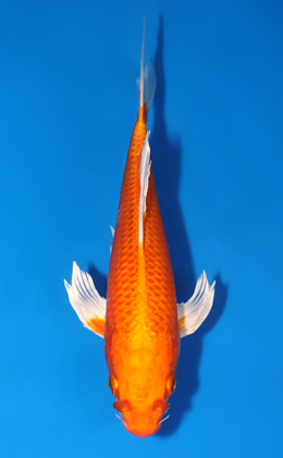 Hirenaga Orange Ogon - koi #x0808a013
