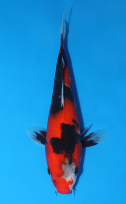 Showa - koi #x0808a017