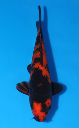 Hi Utsuri - koi #x0808a018