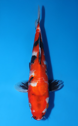 Showa - koi #x0808a019