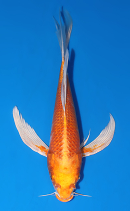Hirenaga Orange Ogon - koi #x0808a023