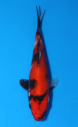 Showa - koi #x0808a024