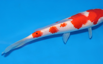 Kohaku - koi #x0808a029 - Side View A