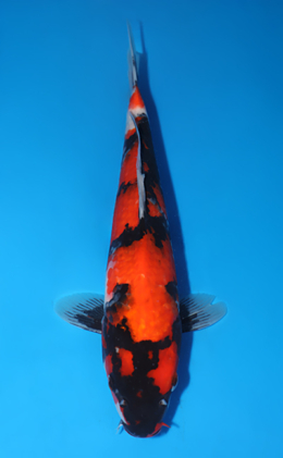 Showa - koi #x0808a033