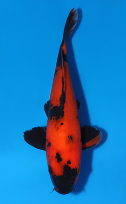 Hi Utsuri - koi #x0808a034