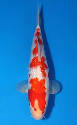 Ginrin Kohaku - koi #x0808a036