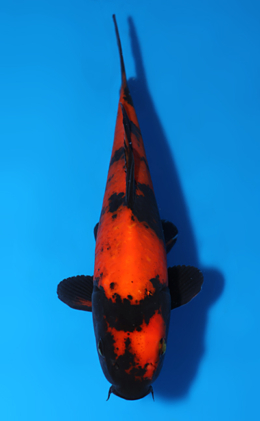 Hi Utsuri - koi #x0808a038