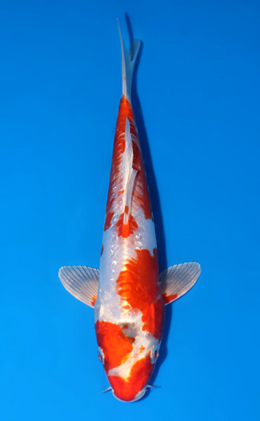 Kikusui - koi #x0808a039