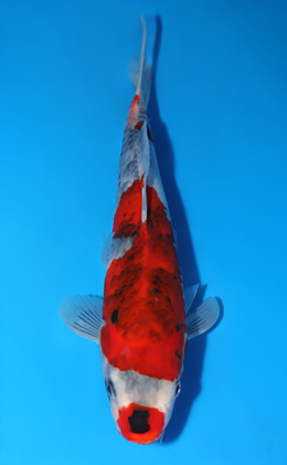 Showa - koi #x0808a041