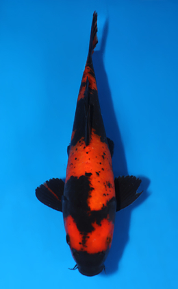 Hi Utsuri - koi #x0808a042