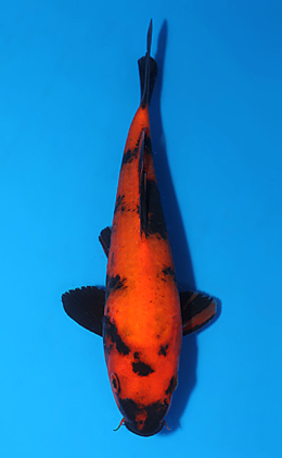 Hi Utsuri - koi #x0808a046