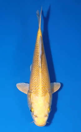 Ogon - koi #x0808a047