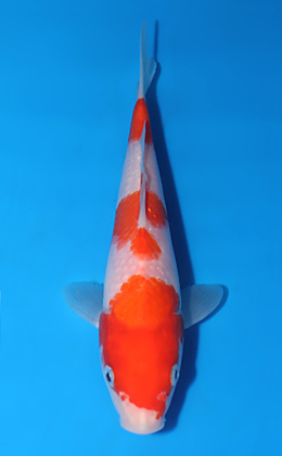 Kohaku - koi #x0808a048
