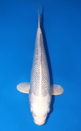 Ginrin Platinum - koi #x0808a052
