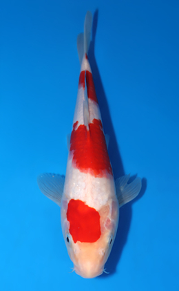 Kohaku - koi #x0808a054